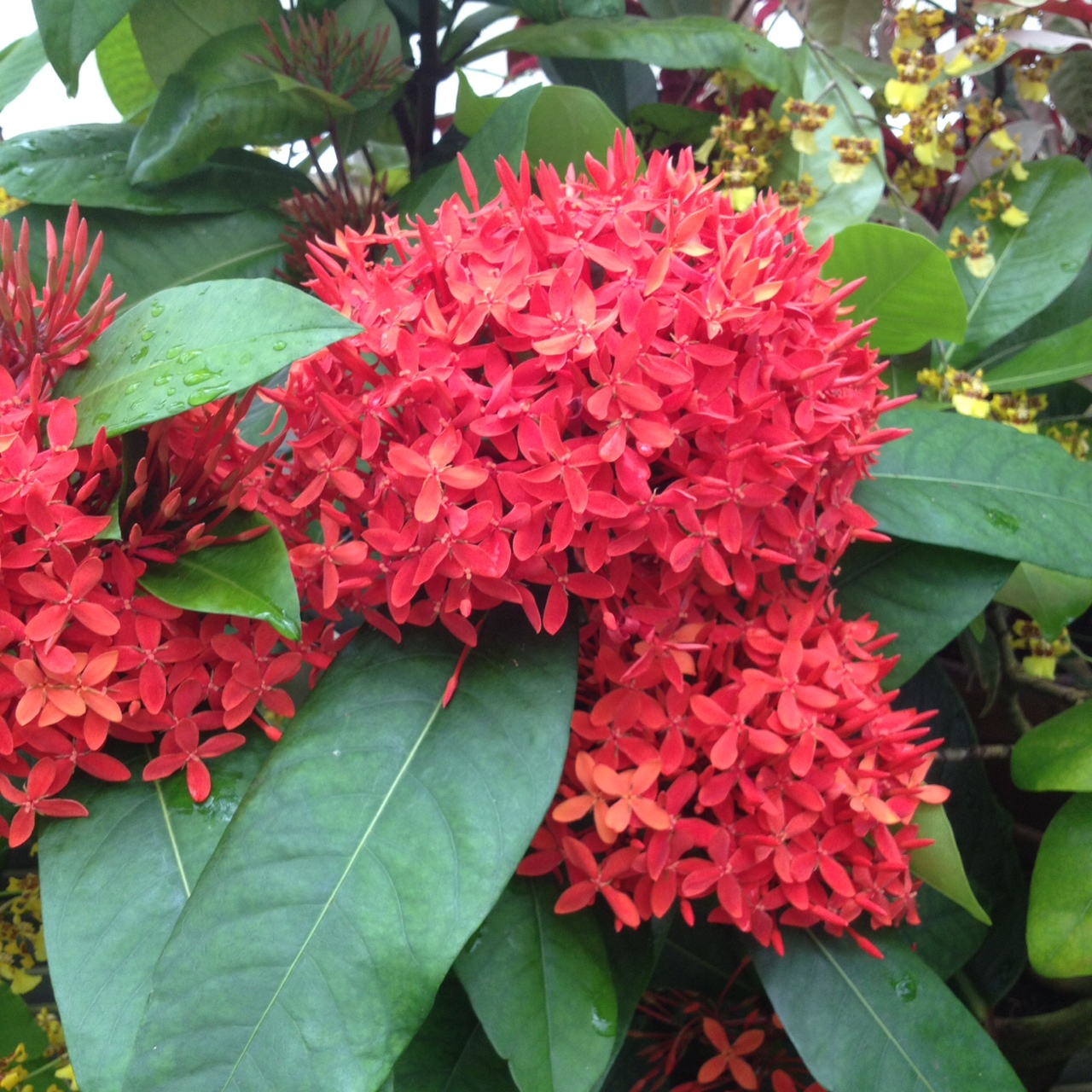 ixora