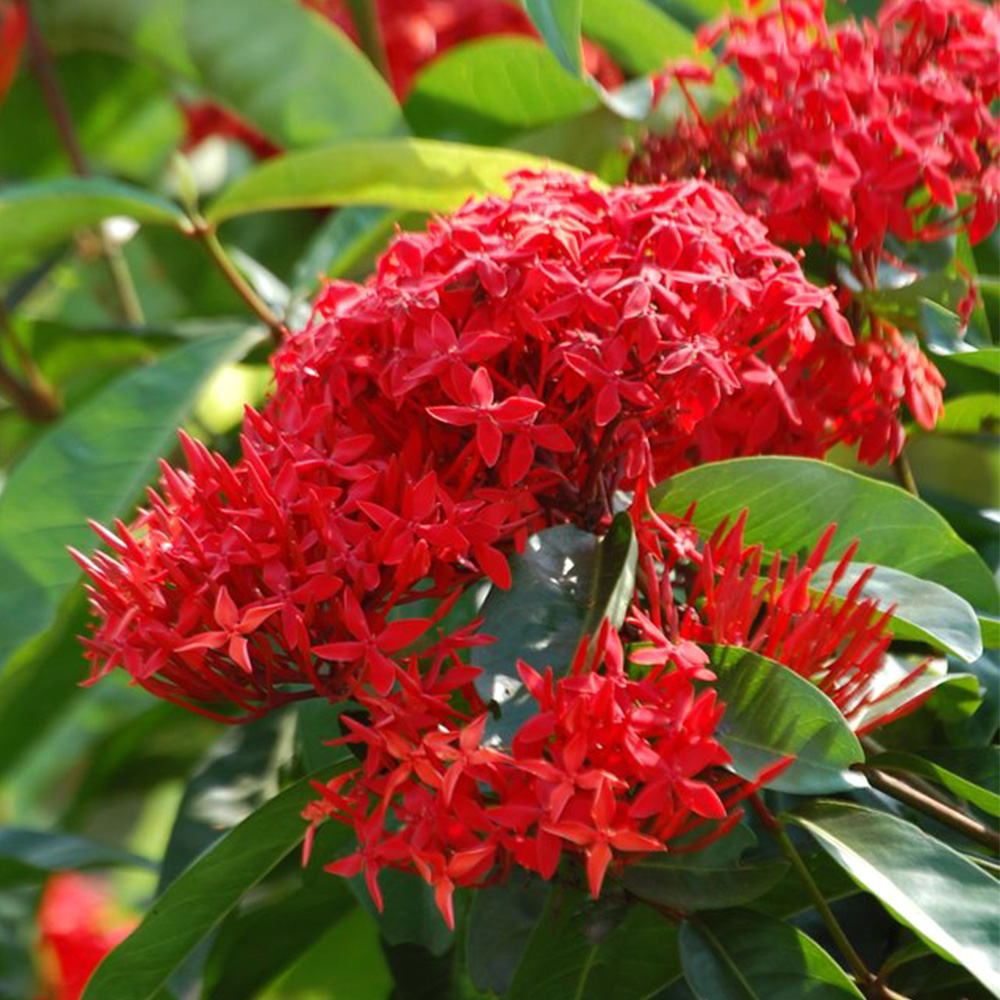 ixora