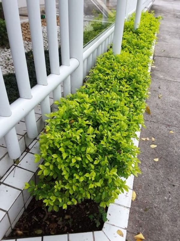 pingo de ouro como cultivar o arbusto e os principais usos