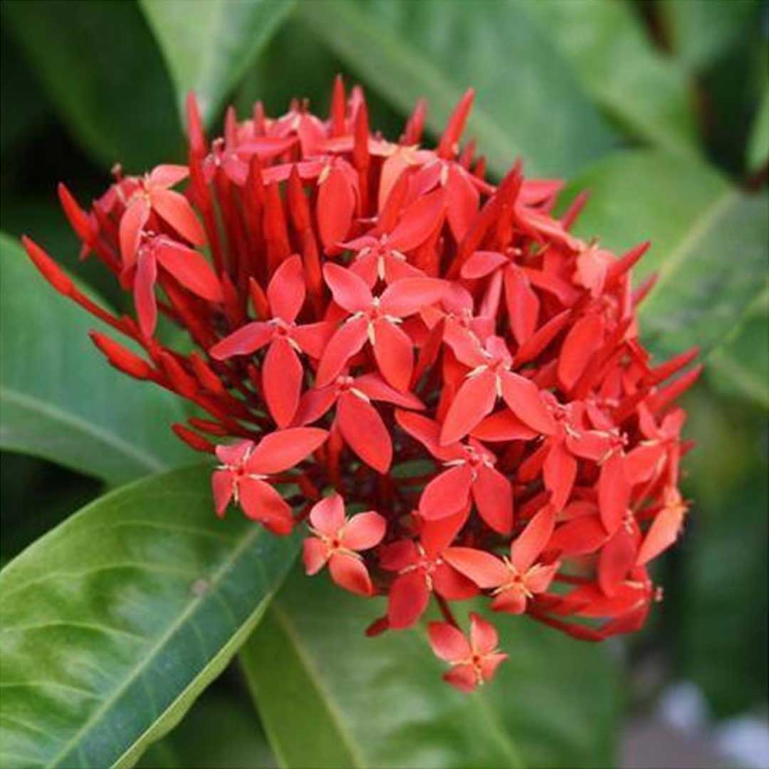 ixora