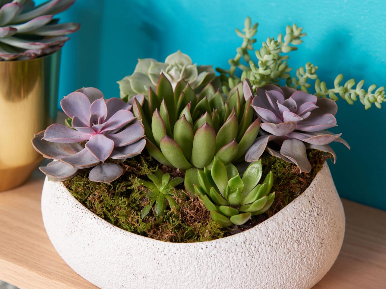 how to care for succulents