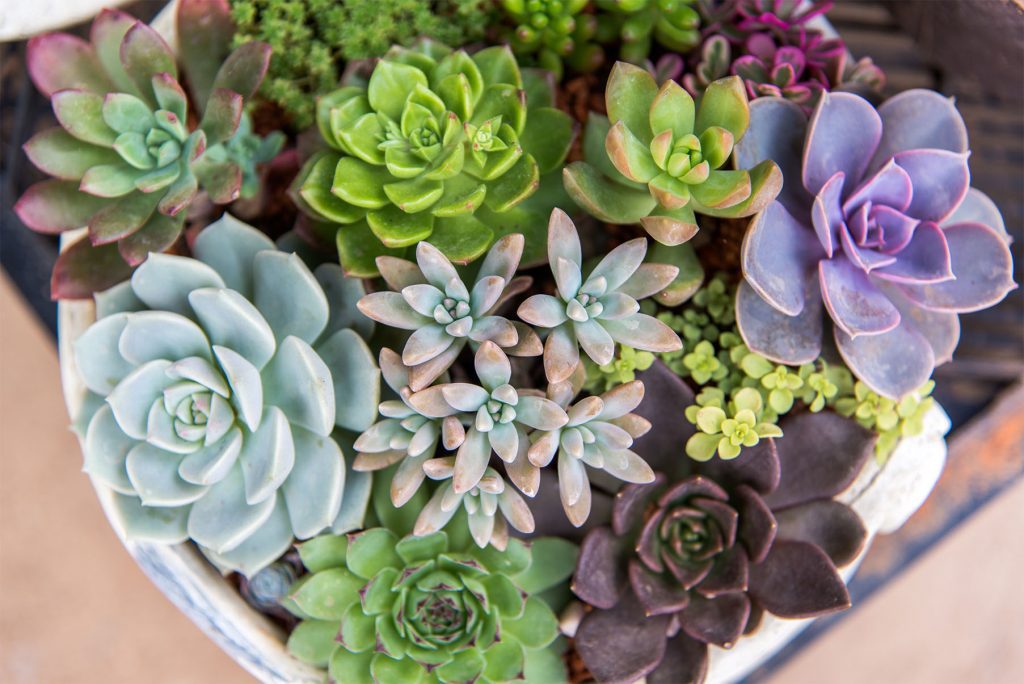 how to care for succulents