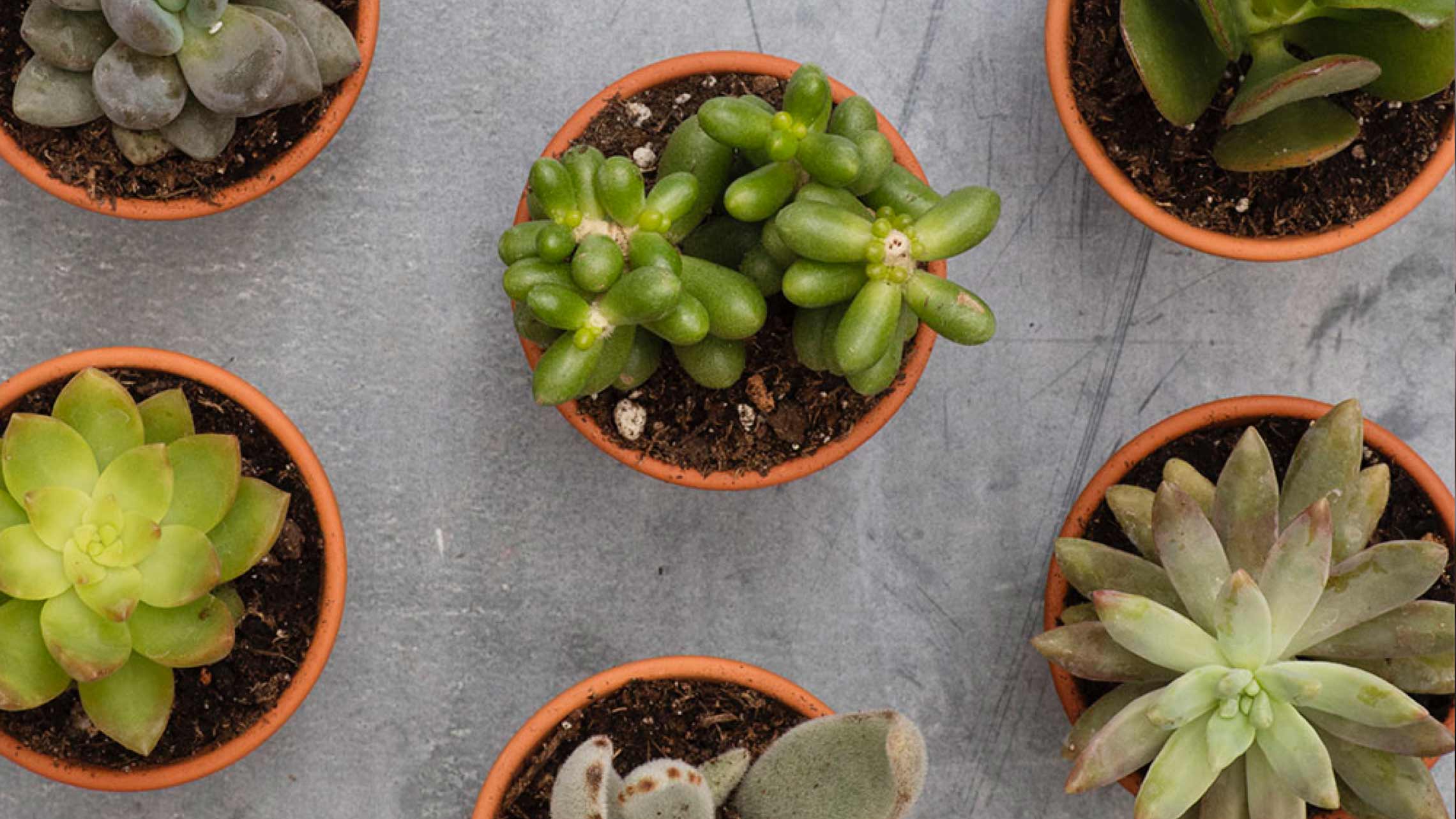 how to care for succulents