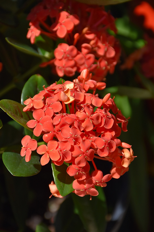 ixora