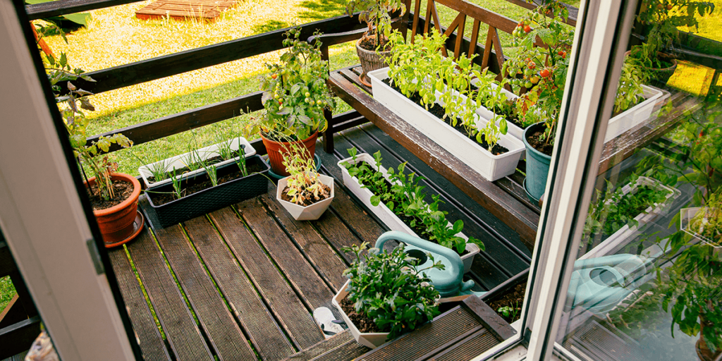 vegetable garden in apartment