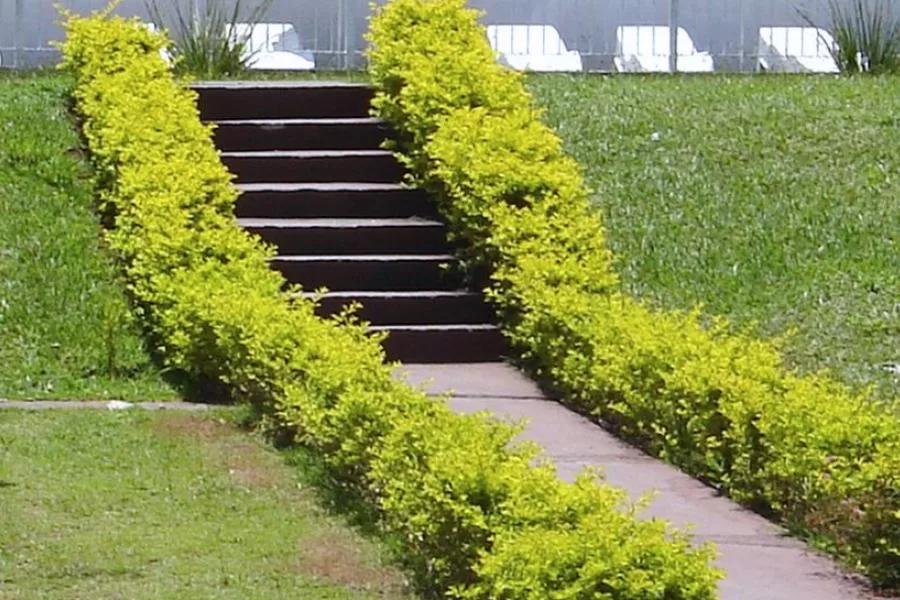 pingo de ouro como cultivar o arbusto e os principais usos