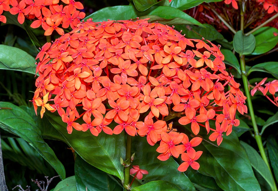 ixora