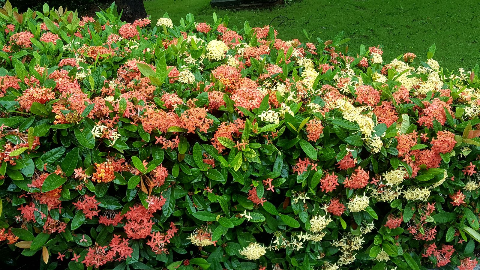 ixora