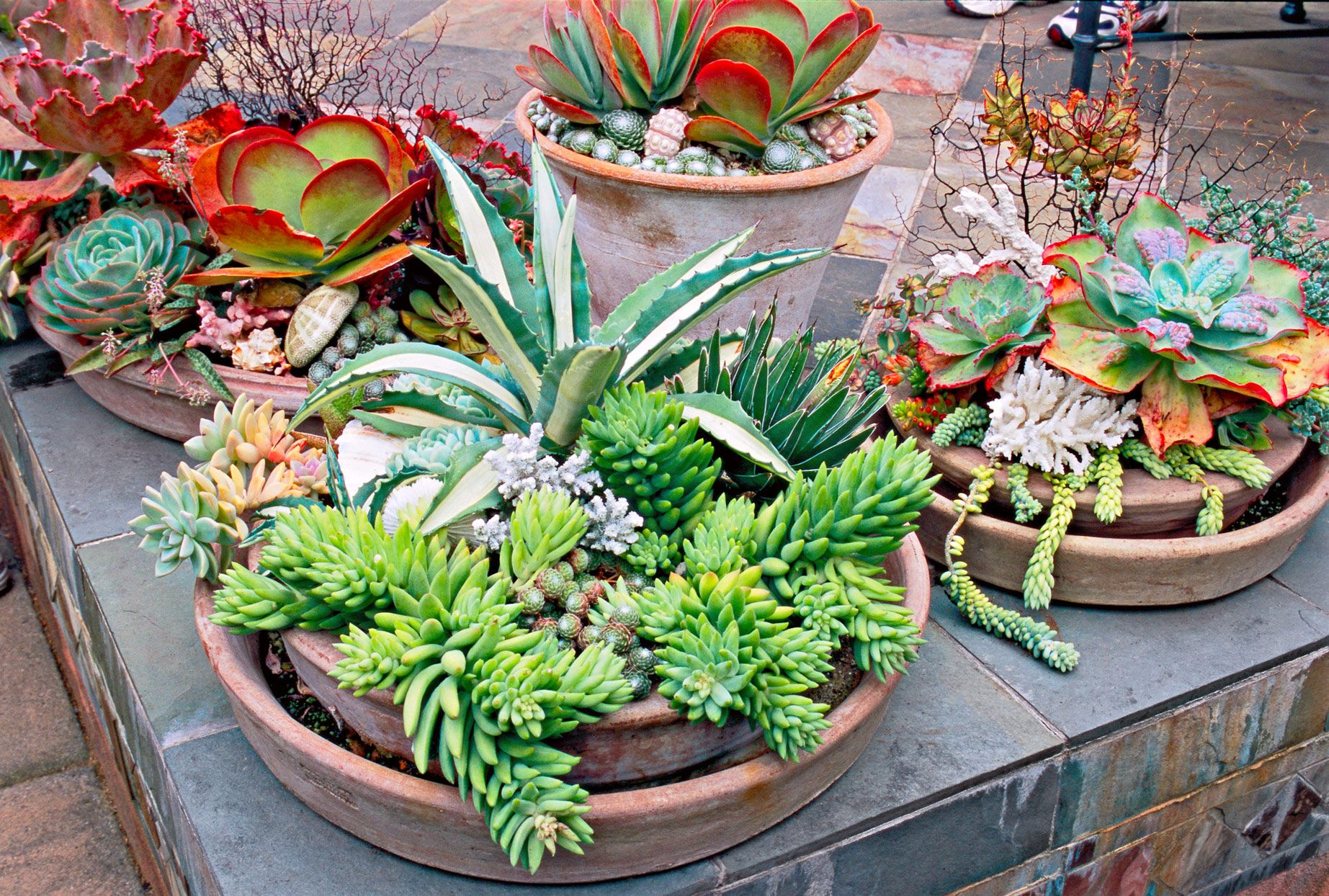 pots for succulents