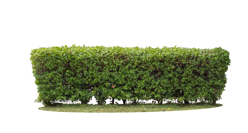 hedge