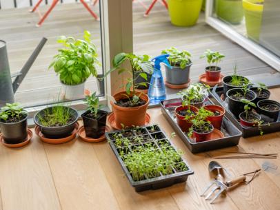 vegetable garden in apartment