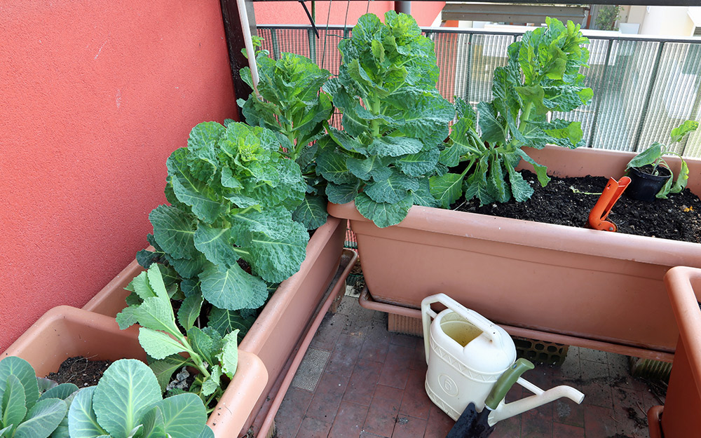 vegetable garden in apartment