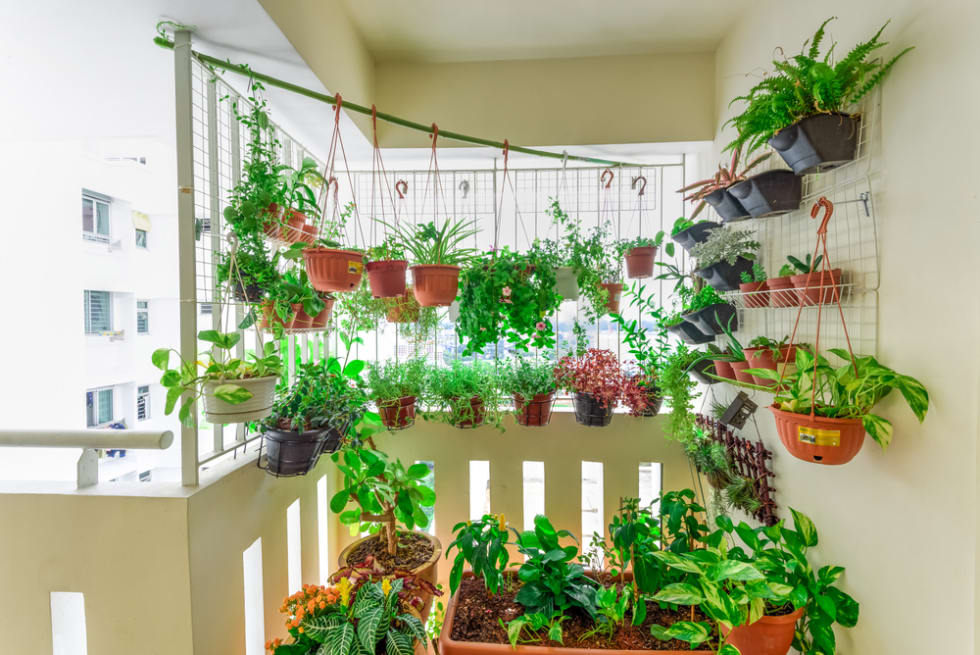 vegetable garden in apartment