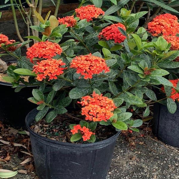 ixora