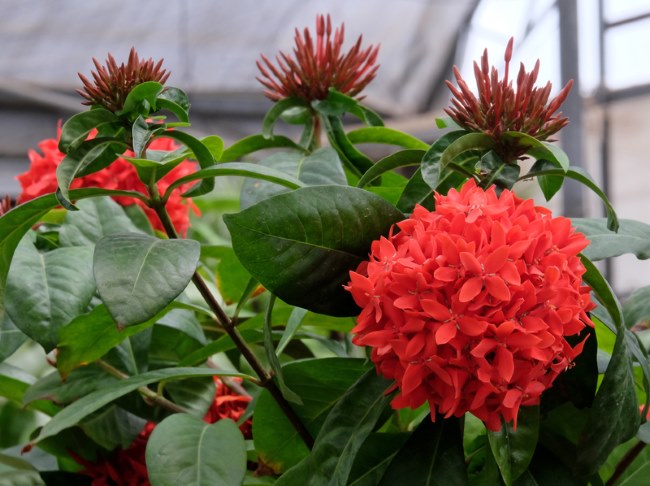 ixora