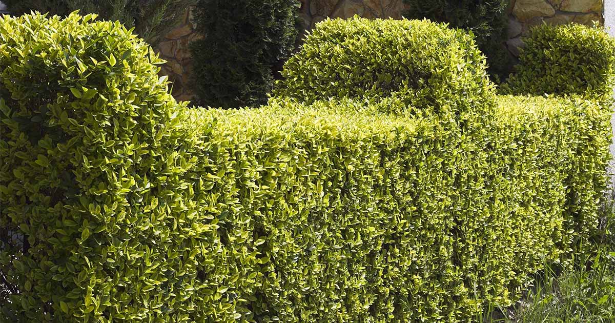 hedge