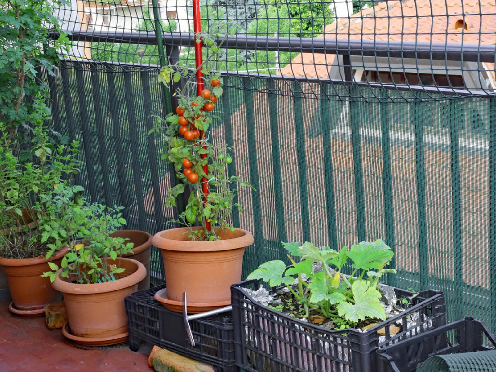 vegetable garden in apartment