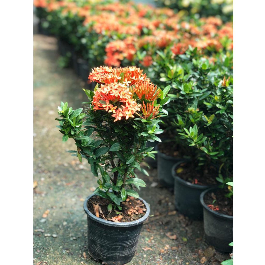 ixora