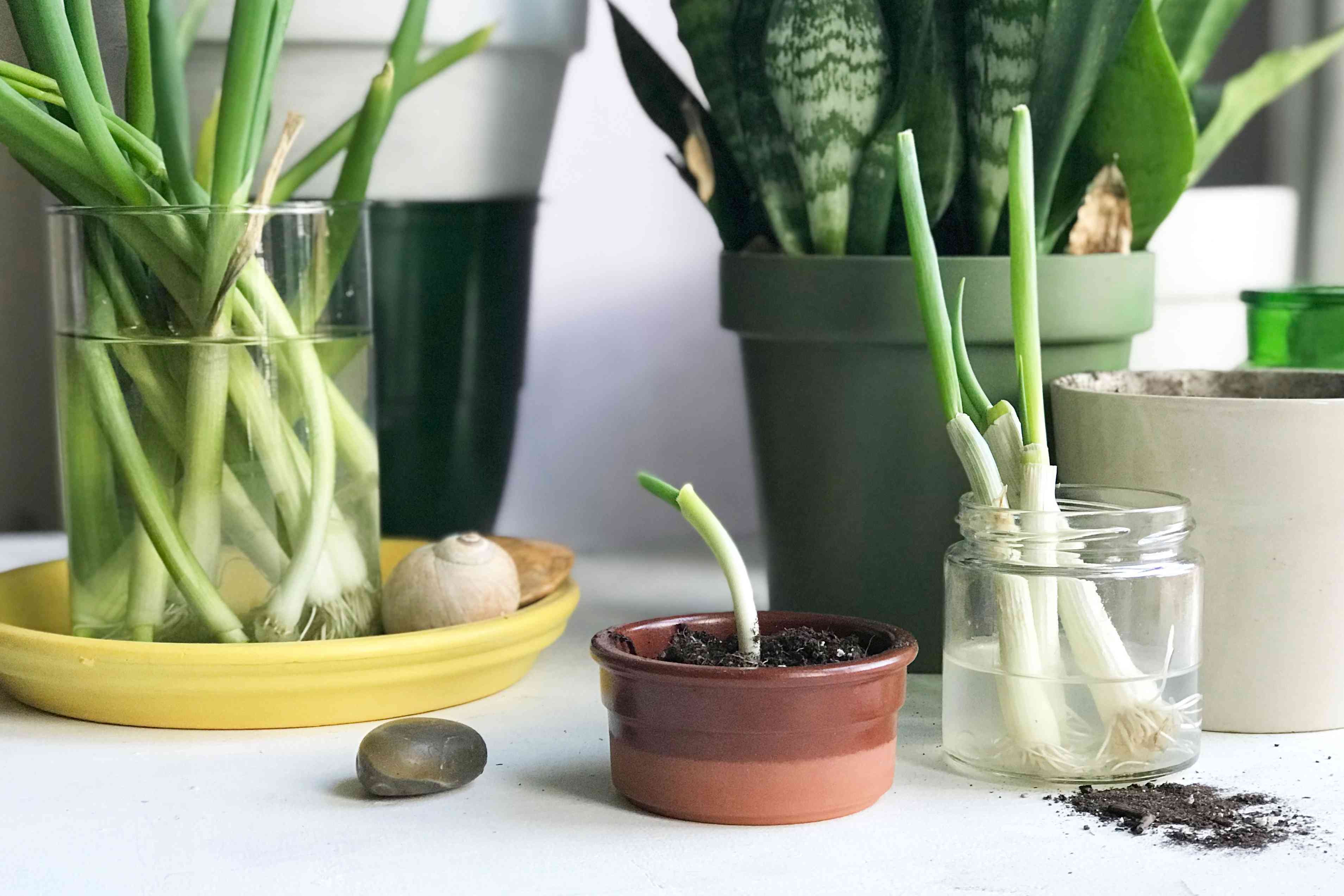 vegetable garden in apartment