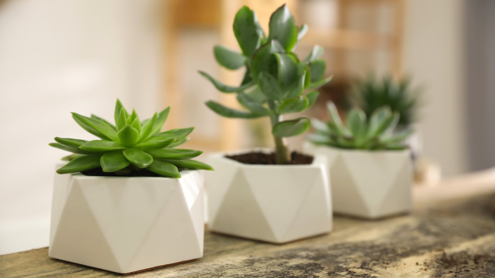 pots for succulents