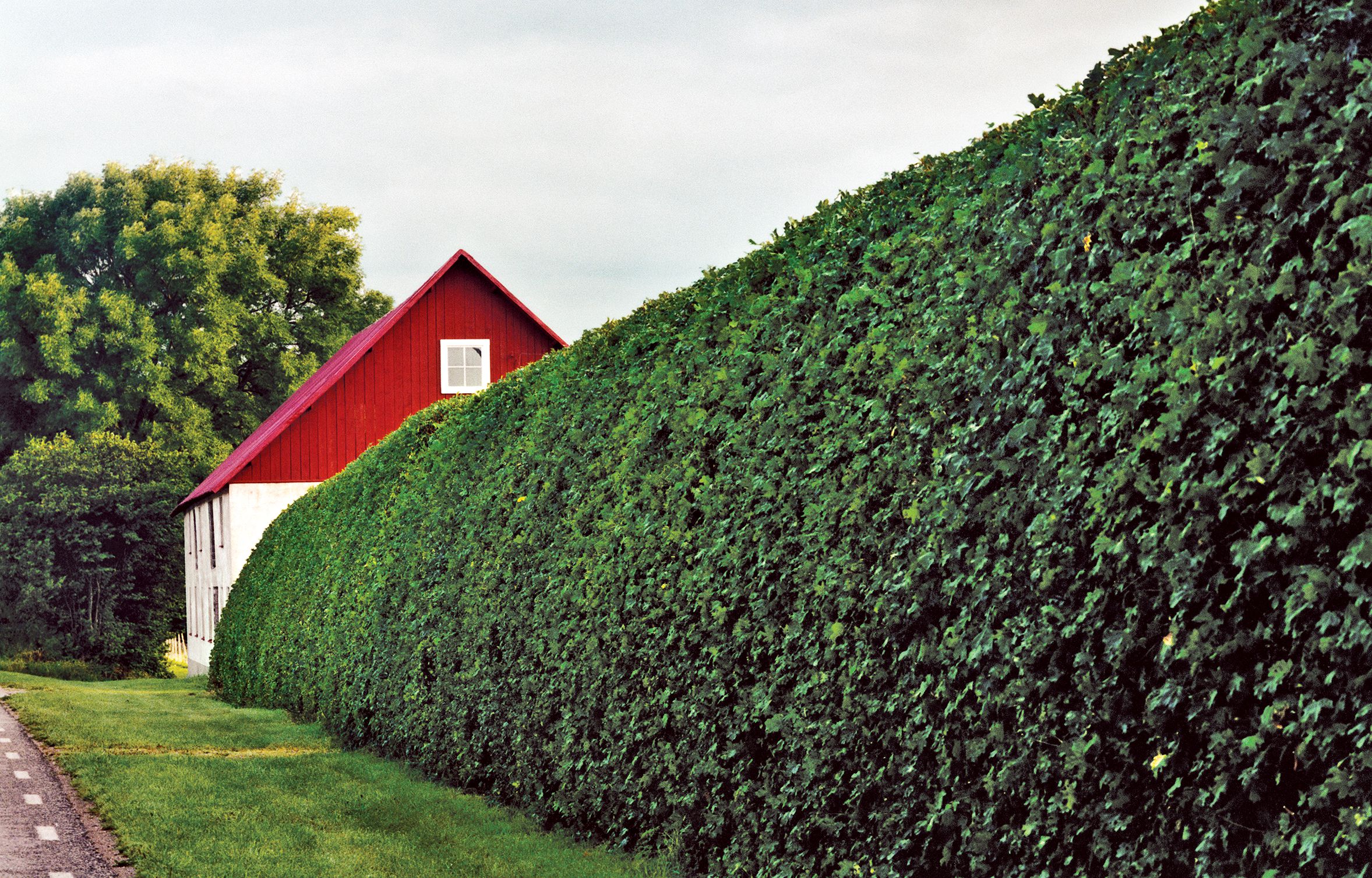 hedge