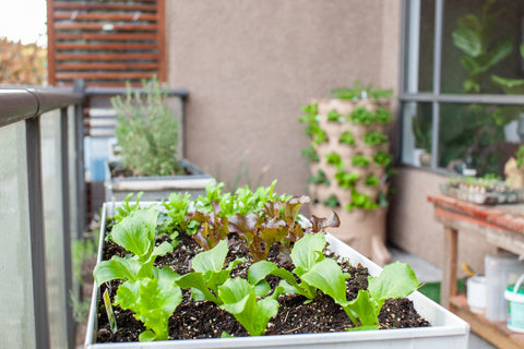 vegetable garden in apartment