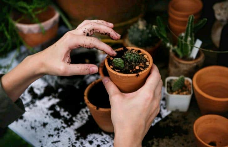 pots for succulents