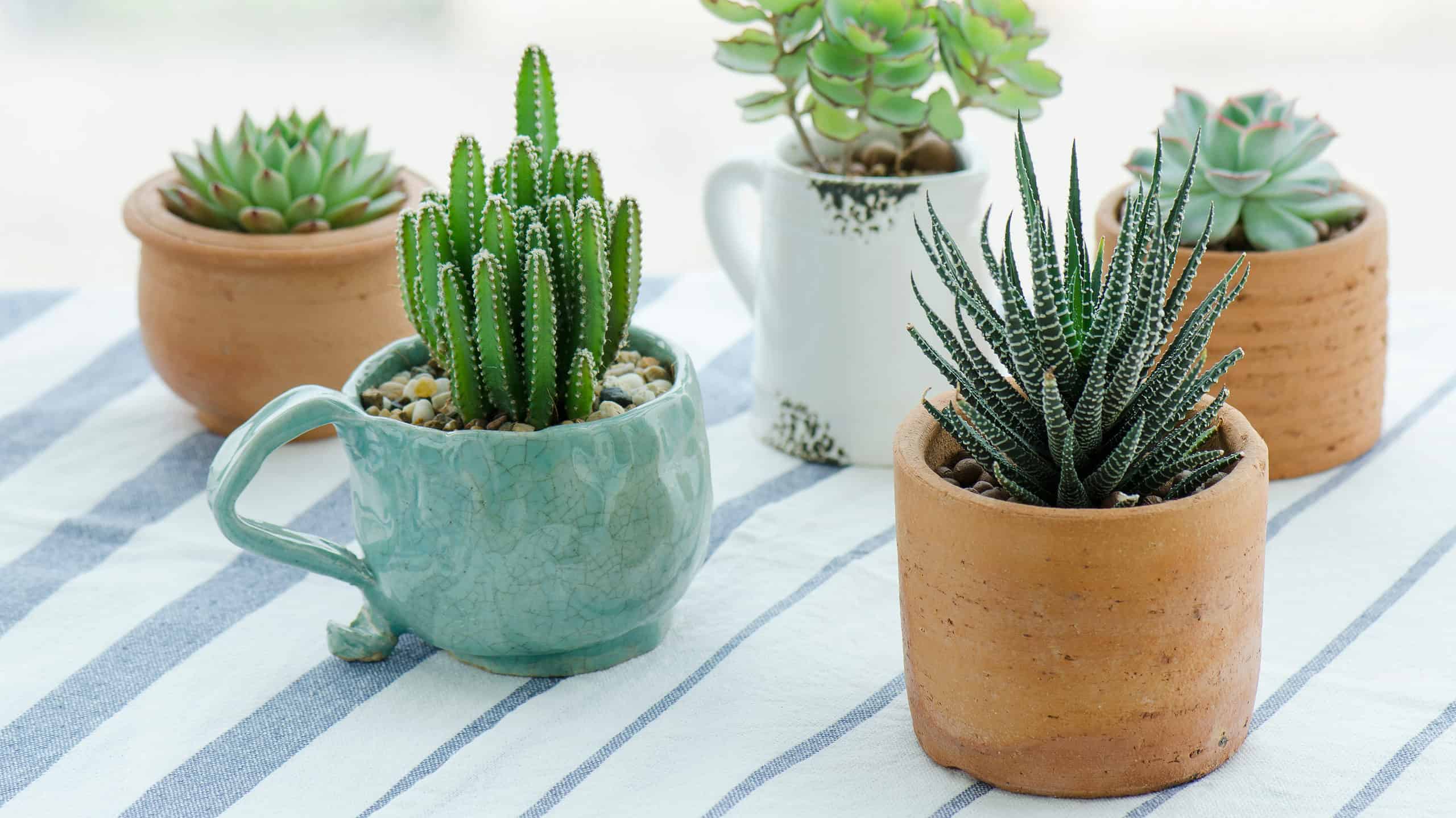 pots for succulents