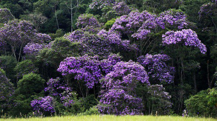 manaca da serra