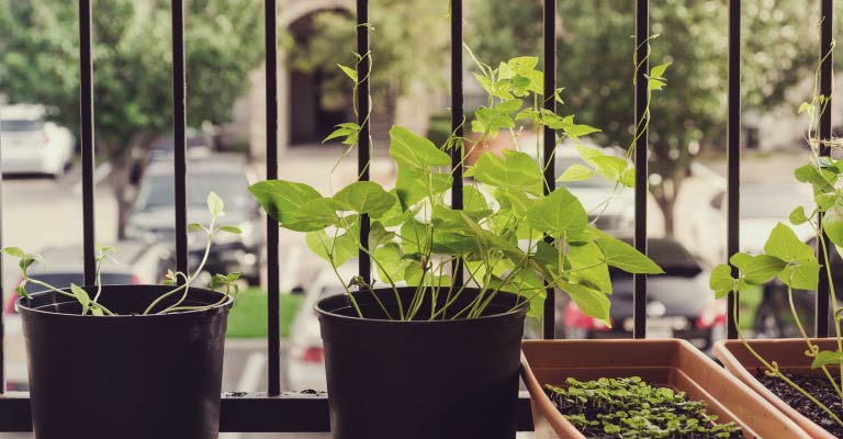 vegetable garden in apartment