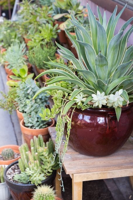 pots for succulents