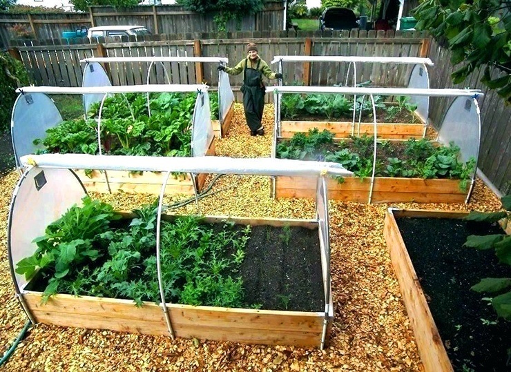 vegetable garden in apartment