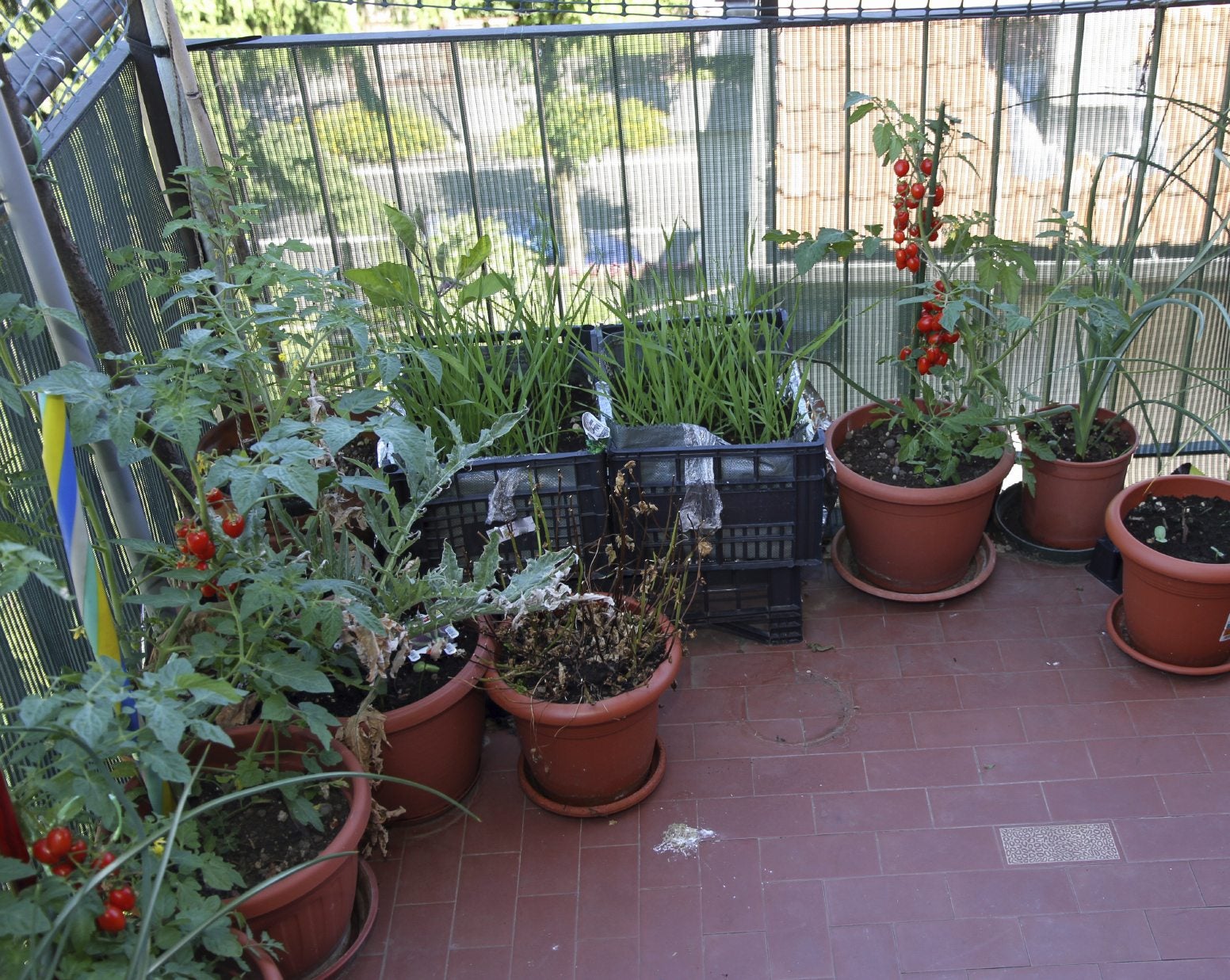 vegetable garden in apartment