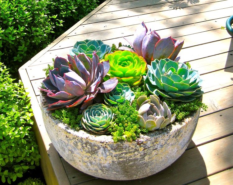 pots for succulents