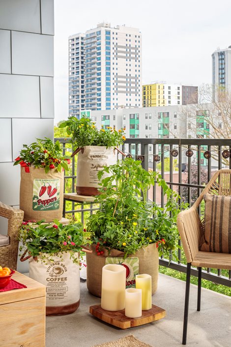 vegetable garden in apartment