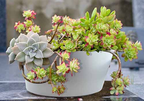 pots for succulents