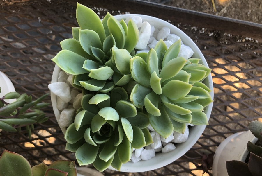 pots for succulents