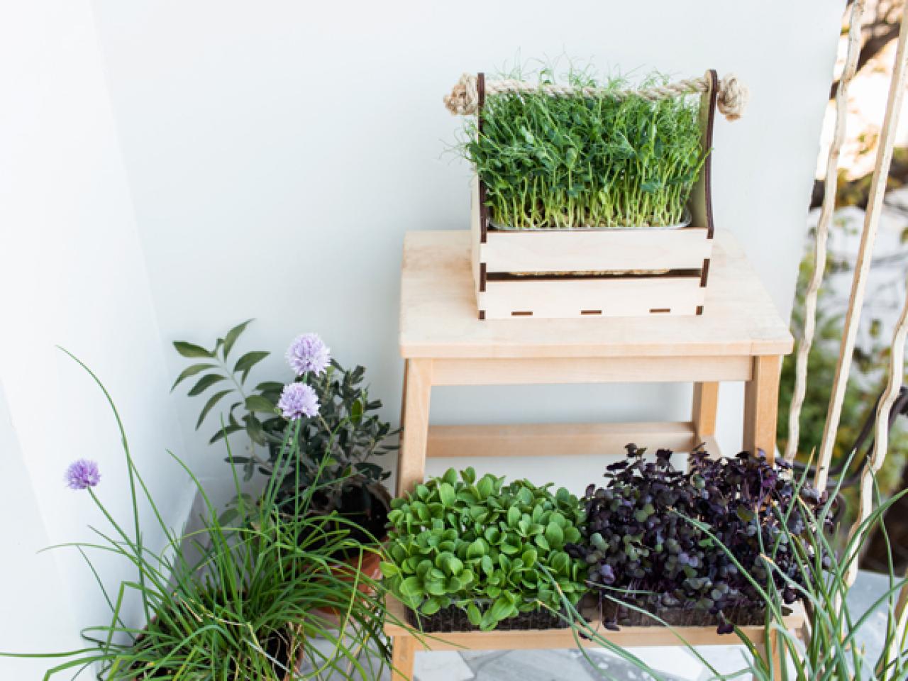 vegetable garden in apartment