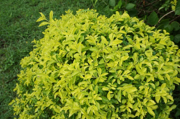 pingo de ouro como cultivar o arbusto e os principais usos