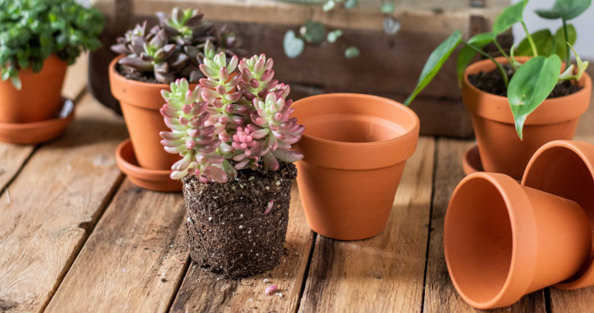 pots for succulents