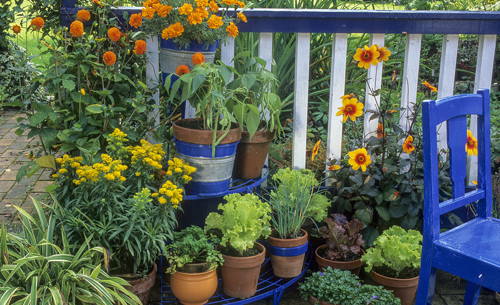 vegetable garden in apartment