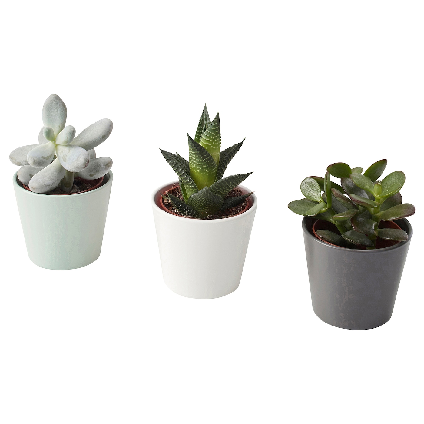 pots for succulents