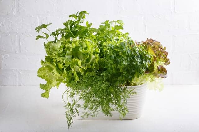 vegetable garden in apartment