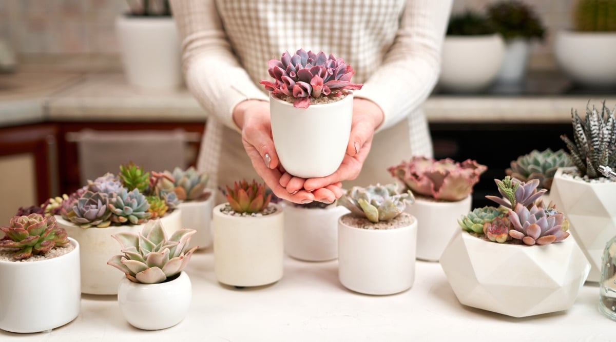 pots for succulents