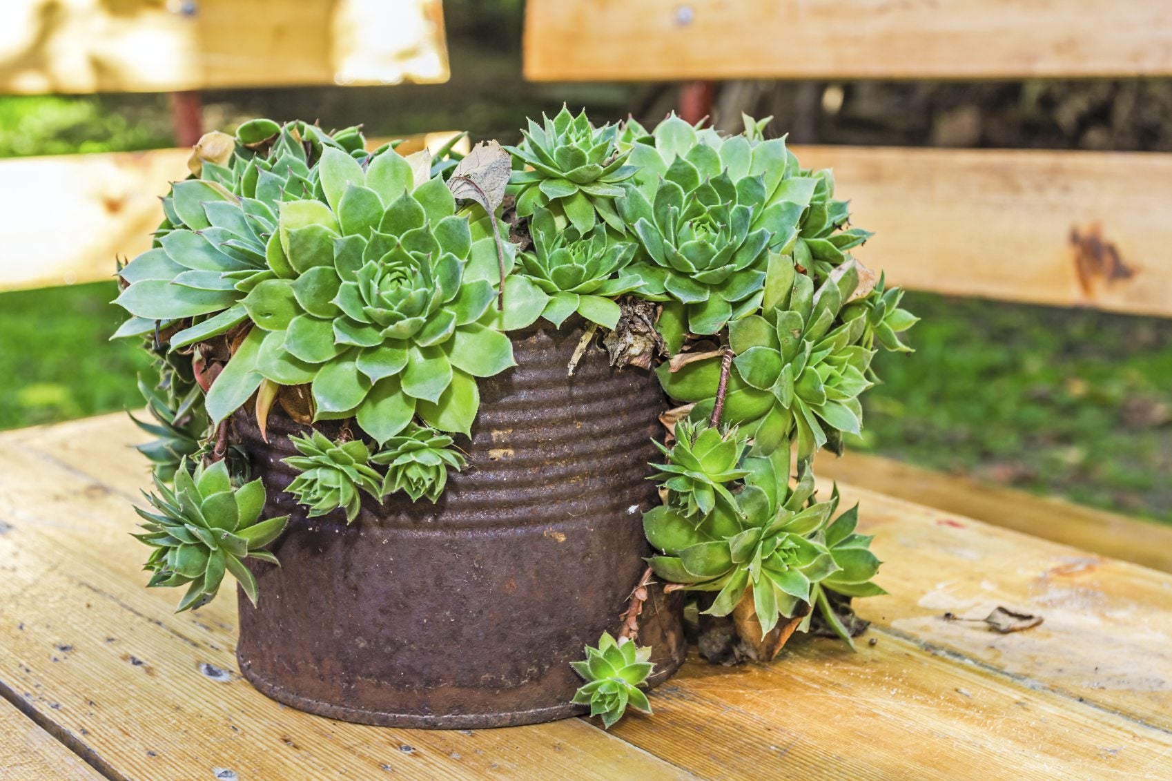 pots for succulents