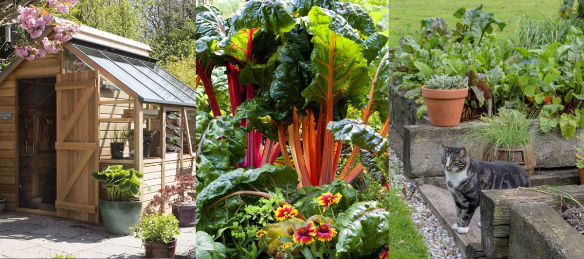 vegetable garden in apartment