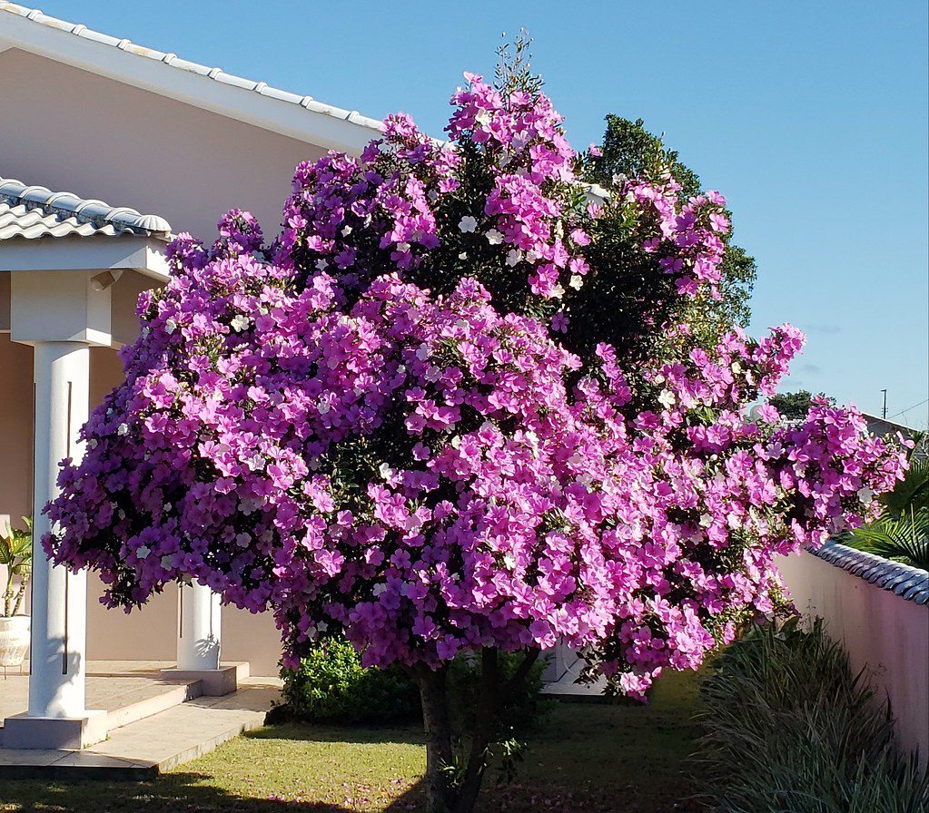 manaca da serra