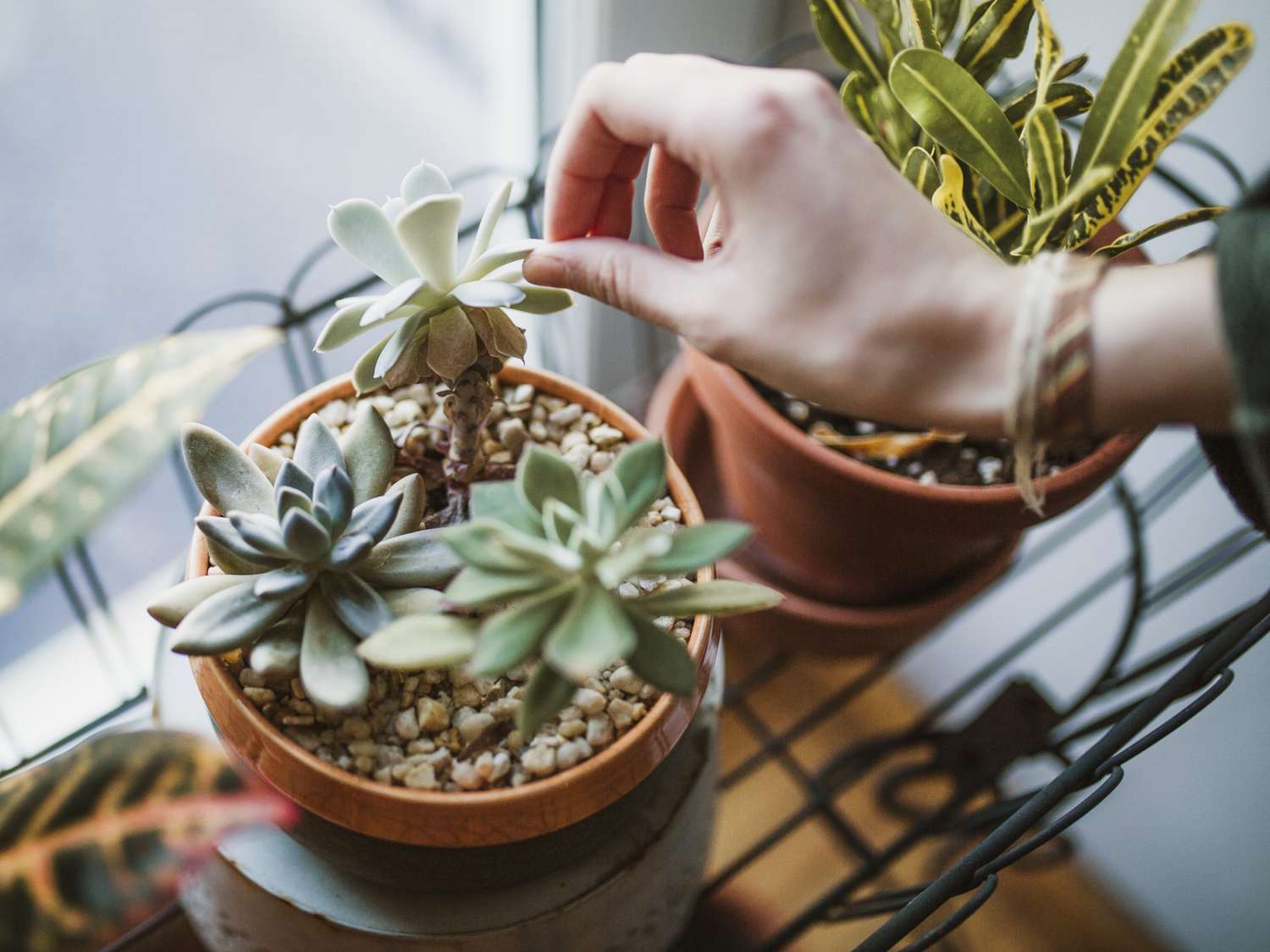 how to care for succulents