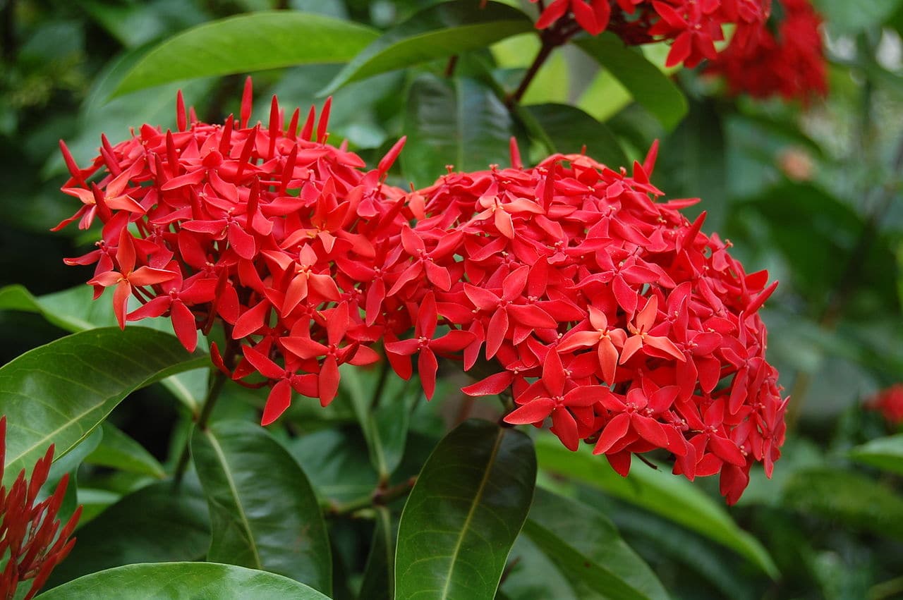 ixora