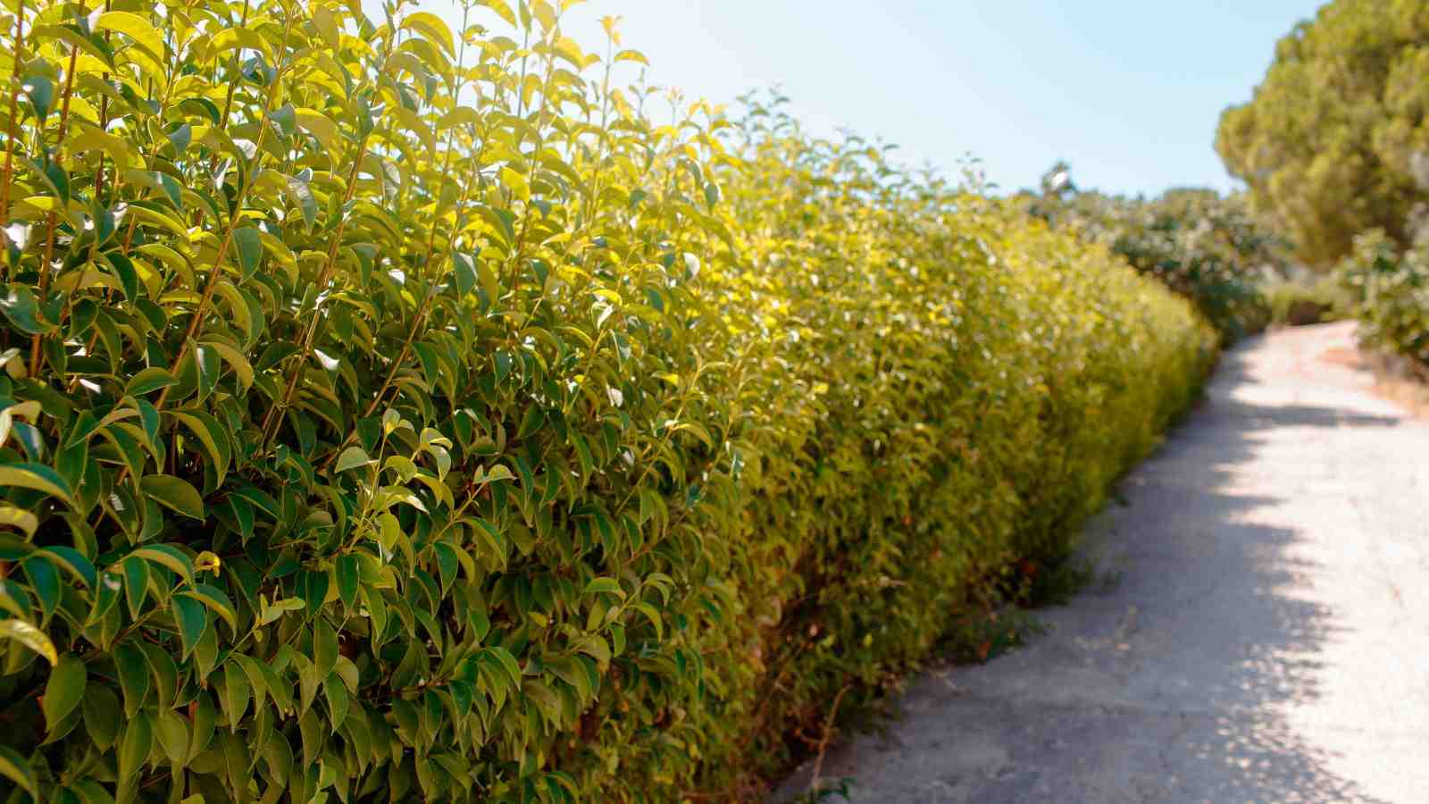 pingo de ouro como cultivar o arbusto e os principais usos